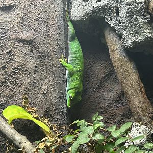 Jun. 2023- Madagascar giant day gecko