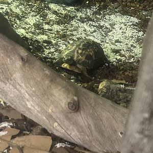 Jun. 2023- Spider tortoise