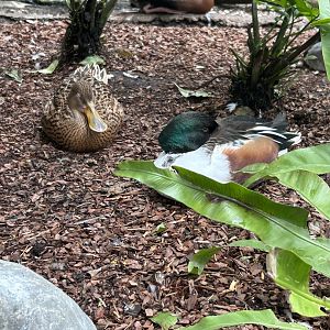 Jun. 2023- Northern shovelers