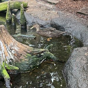 Jun. 2023- American black duck