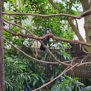 National Aviary - Tropical Rainforest, Palm cockatoo