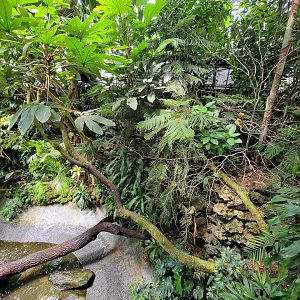 National Aviary - Tropical Rainforest