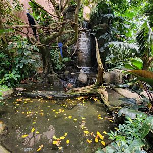 National Aviary - Tropical Rainforest