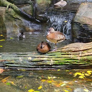 National Aviary - Tropical Rainforest