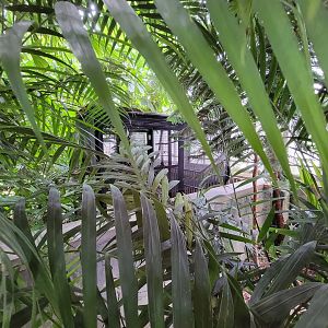 National Aviary - Tropical Rainforest, hidden howdy cage