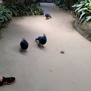 National Aviary - Tropical Rainforest, Victoria crowned pigeons
