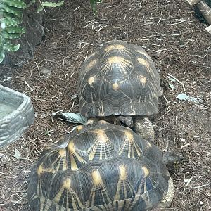 Jun. 2023- Radiated tortoises