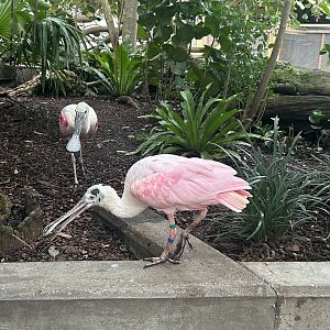 Jun. 2023- Roseate spoonbills