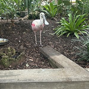 Jun. 2023- Roseate spoonbill