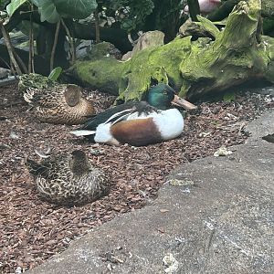 Jun. 2023- Northern shovelers