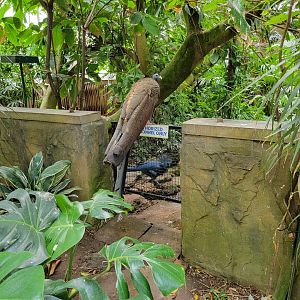 National Aviary - Tropical Rainforest, Great Argus and Victoria crowned pigeon