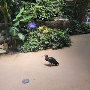 National Aviary - Tropical Rainforest