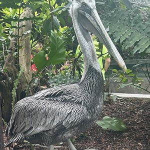 Jun. 2023- Brown pelican