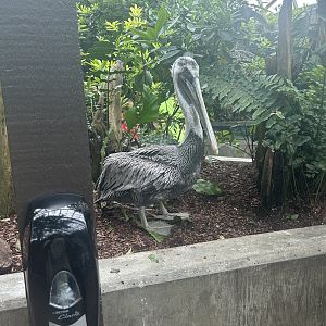Jun. 2023- Brown pelican
