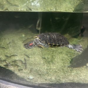 Jun. 2023- Red-eared slider