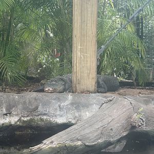 Jun. 2023- American alligator
