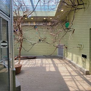 National Aviary - Canary's Call, Rainbow lorikeets