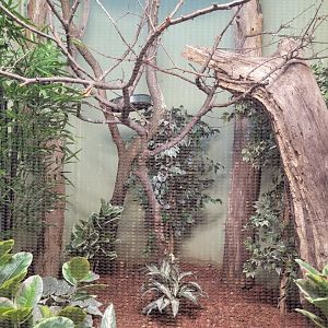 National Aviary - Canary's Call, Guam kingfisher