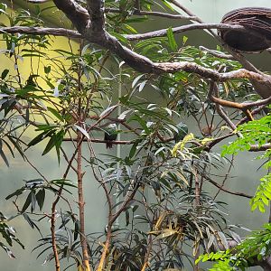 National Aviary - Canary's Call, Andean Mountain Habitat, Black-naped Fruit Dove