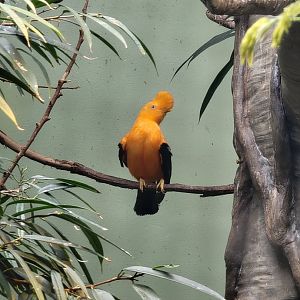 National Aviary - Canary's Call, Andean Mountain Habitat, male Andean Cock-of-the-Rock