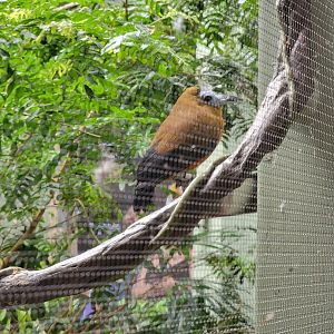 National Aviary - Canary's Call, Andean Mountain Habitat, Capuchinbird