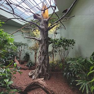 National Aviary - Canary's Call, Andean Mountain Habitat