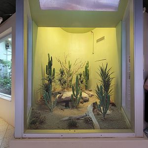 National Aviary - Canary's Call, Burrowing owl