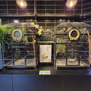 National Aviary - Canary's Call, Atlantic canary