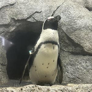 Jun. 2023- African penguin