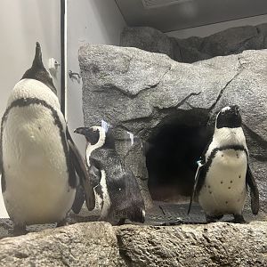 Jun. 2023- African penguins