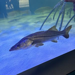 Jun. 2023- Common snook