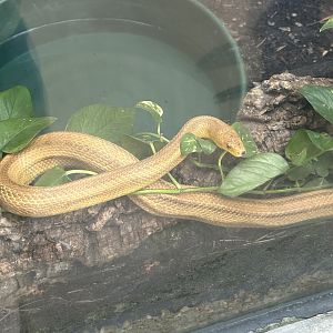 Jun. 2023- Yellow rat snake