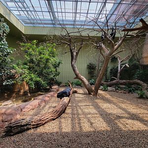 National Aviary - Canary's Call, mixed species habitat
