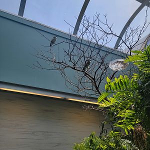 National Aviary - Grasslands, White-throated Bee-eaters