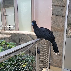 National Aviary - Wetlands, Blue-billed curassow greeter