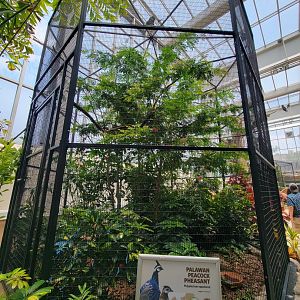 National Aviary - Wetlands, Palawan peacock-pheasant and northern red-billed hornbill