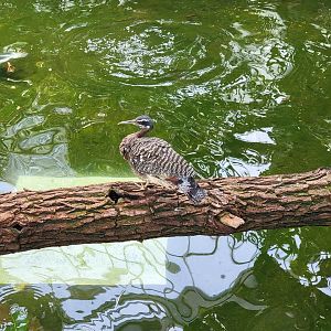 National Aviary - Wetlands, Sunbittern and underwater duck