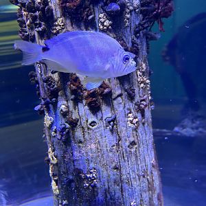 Jun. 2023- Butter hamlet