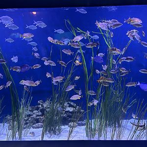 Jun. 2023- Seagrass tank