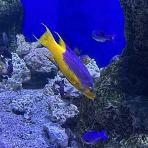 Jun. 2023- Spanish hogfish