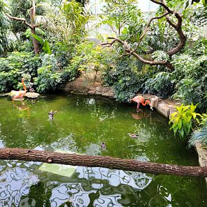 National Aviary - Wetlands, wandering flamingos