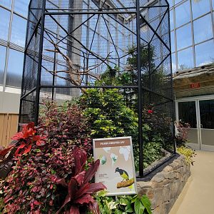 National Aviary - Wetlands, Plush-crested Jay