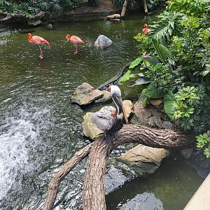 National Aviary - Wetlands