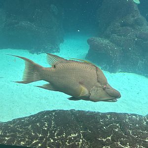 Jun. 2023- Hogfish