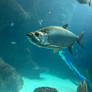 Jun. 2023- Atlantic tarpon