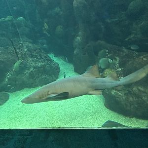 Jun. 2023- Nurse shark