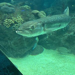 Jun. 2023- Great barracuda