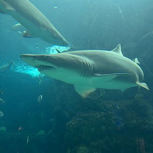 Jun. 2023- Sand tiger sharks