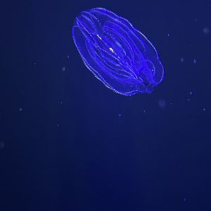 Jun. 2023- Comb jelly