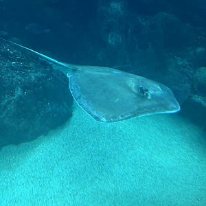 Jun. 2023- Southern stingray